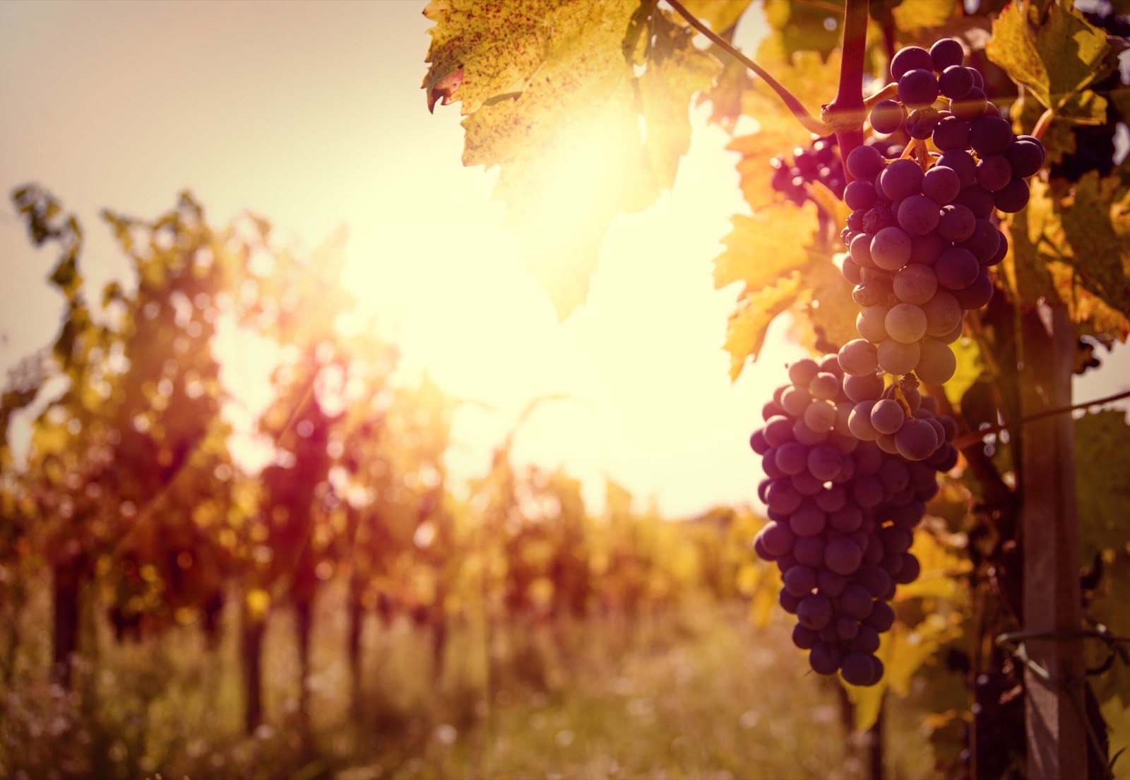 International Merlot Day (Without the Alcohol)