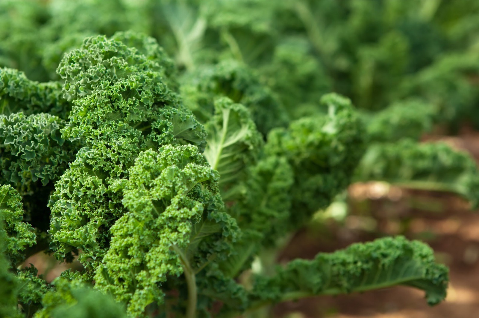 National Green Juice Day