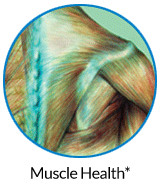 pw-ov-muscle.jpg